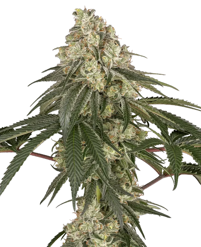 Pineapple Blossom Feminized Seeds
