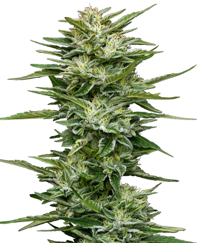 Pineapple Kush Cake Automatic Seeds