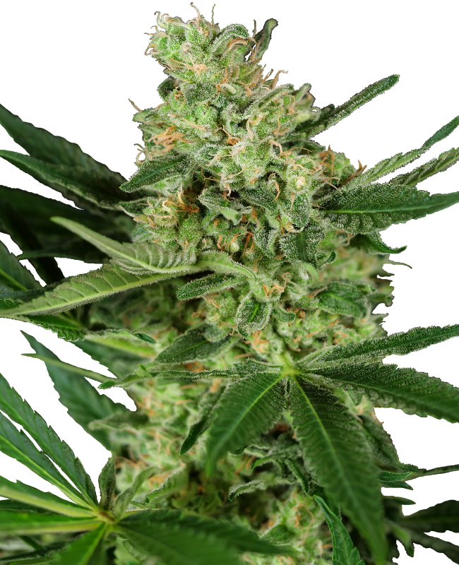 Pumpkin Spice Feminized Seeds