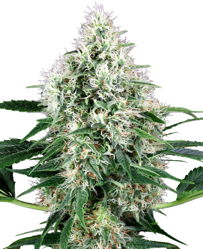 Pure Power Plant Automatic Seeds