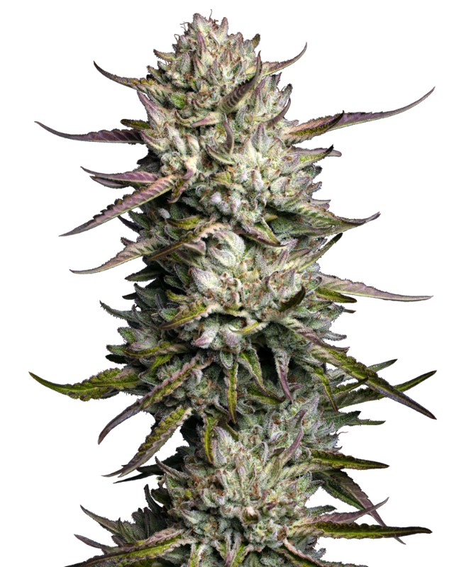 Purple Berry Muffinz Feminized Seeds