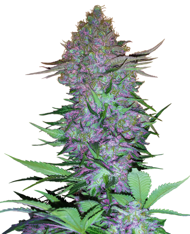 Purple Skunk Automatic Seeds