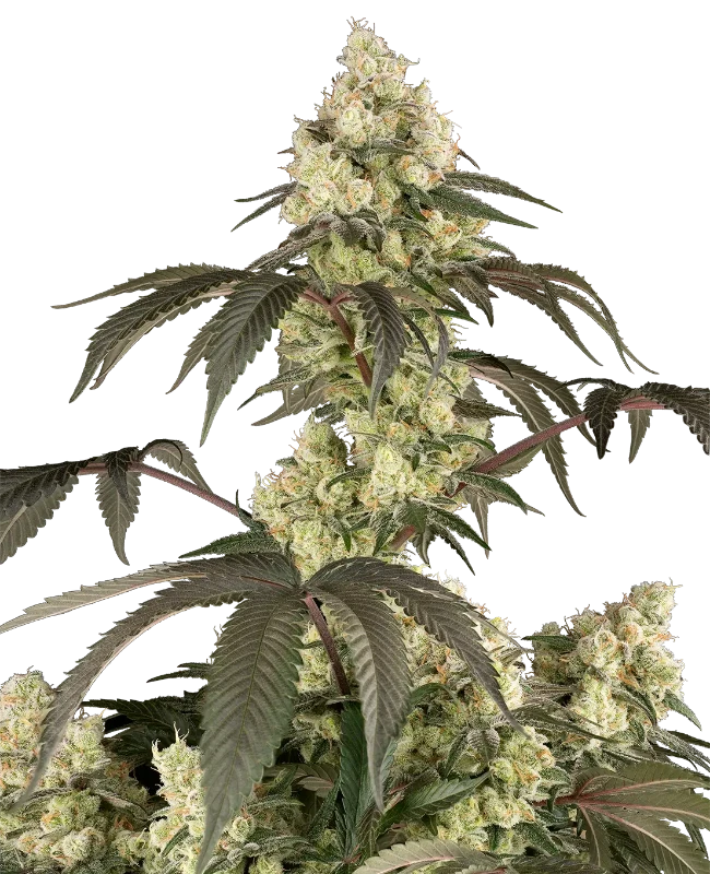 Rainbow PlushieZ Feminized Seeds