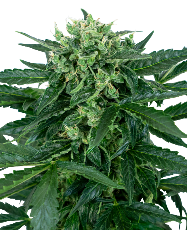 Sensi Amnesia Automatic Seeds