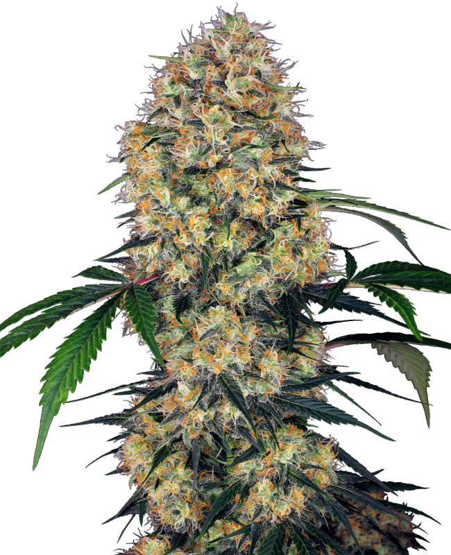 Sensi Amnesia XXL Automatic Seeds