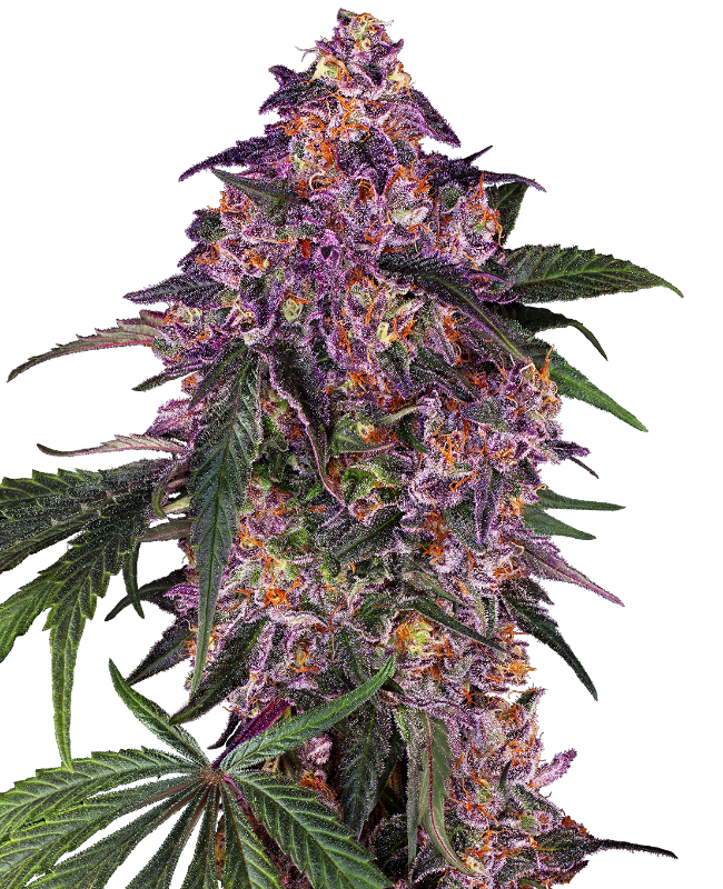 Sensi Purple Kush Feminized Seeds