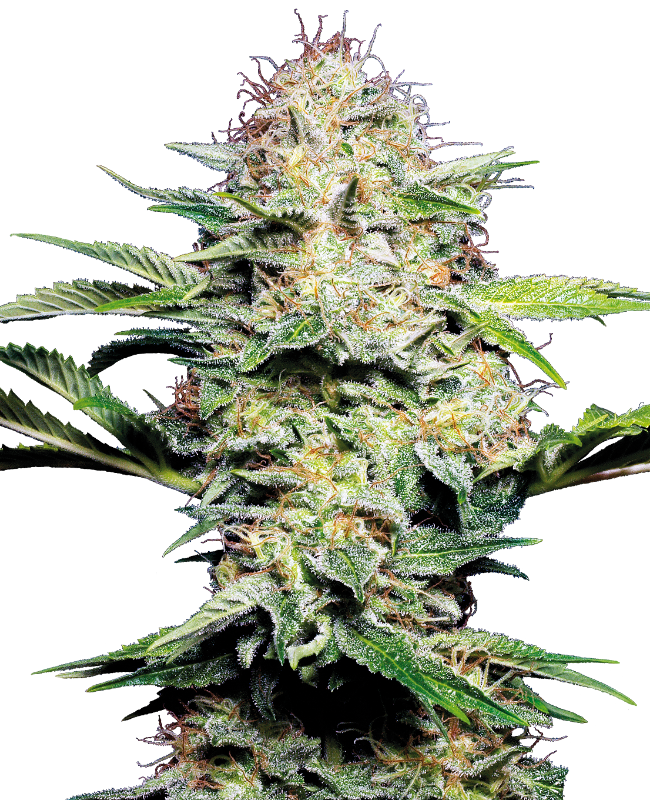 Sensi Skunk Automatic Seeds