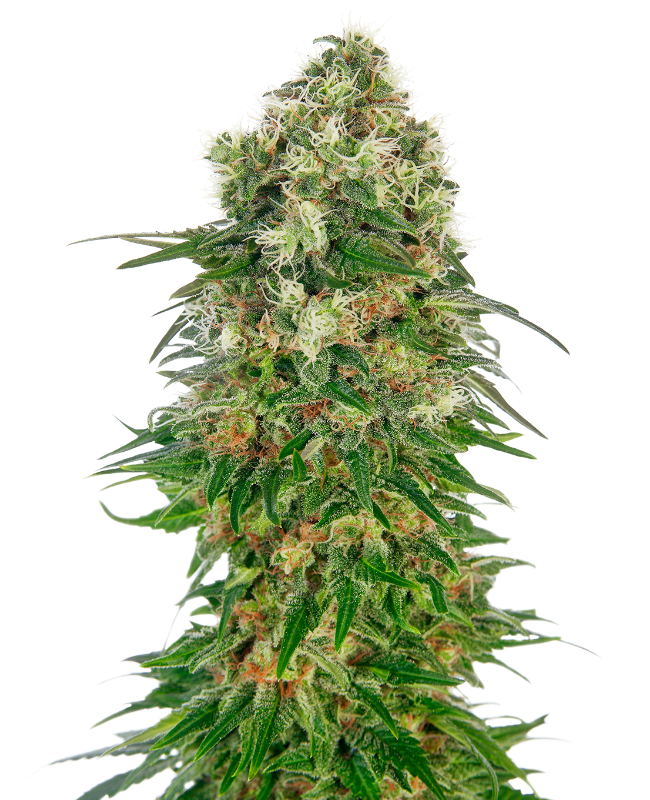 Shiva Skunk Automatic Seeds