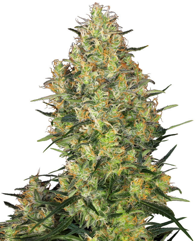 Shiva Skunk Feminized Seeds
