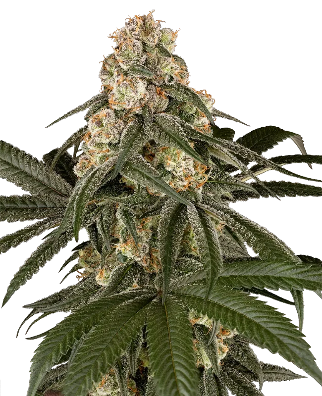 Silk Truffle Feminized Seeds