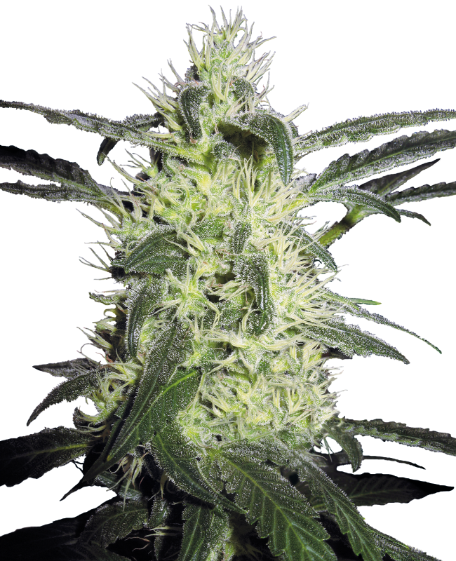 Super Silver Haze Feminized Marijuana Seeds | Crop King Seeds