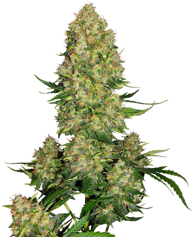 Skunk #1 Automatic Seeds