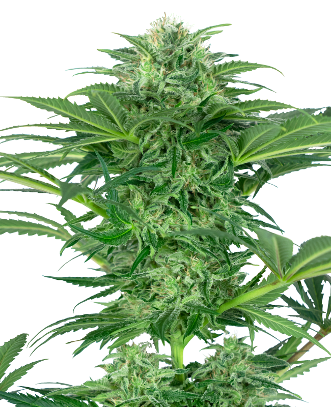 Skunk Dream CBD Feminized Seeds