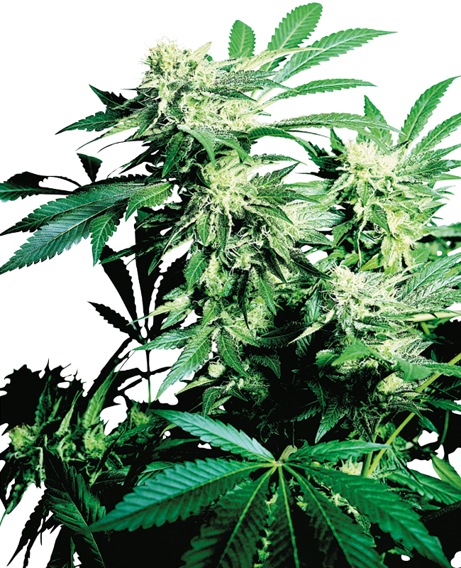 Skunk Kush Feminized Seeds