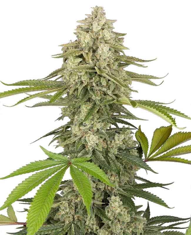 Snow Piercer Feminized Seeds