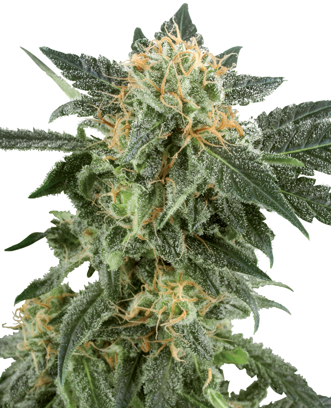 Snow Ryder Automatic Seeds