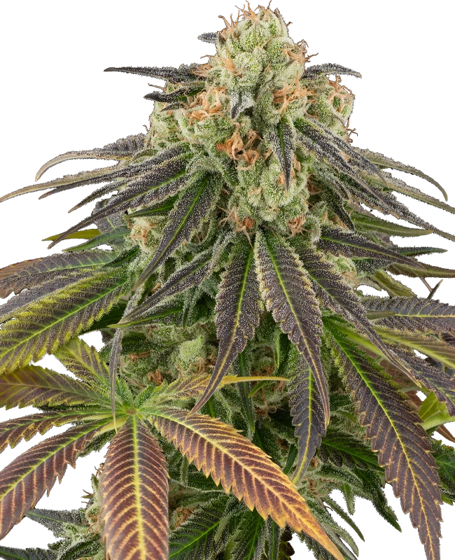 Stardust Kush Automatic Seeds