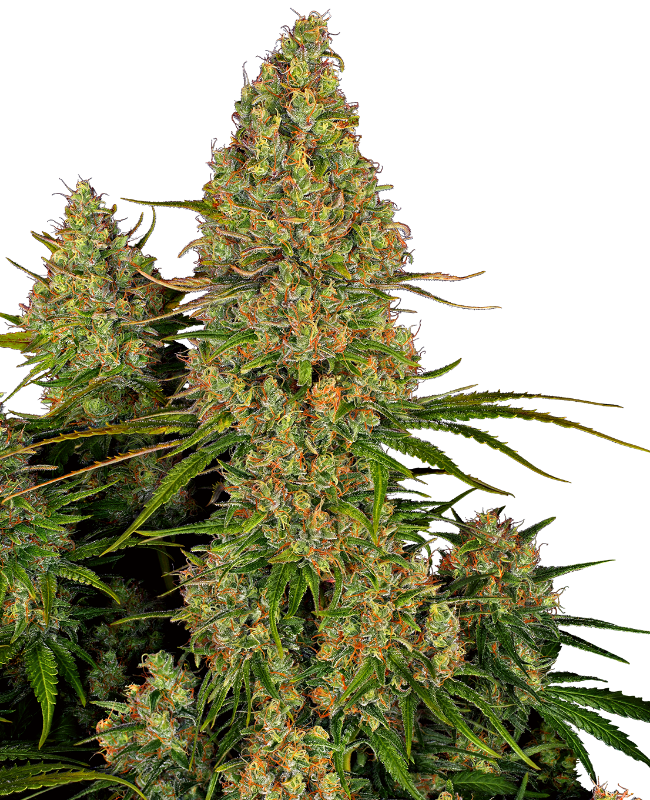 Sticky Orange XXL Automatic Seeds