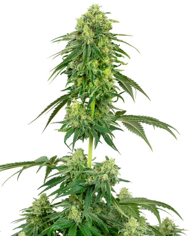 Strawberry Kush Feminized Seeds