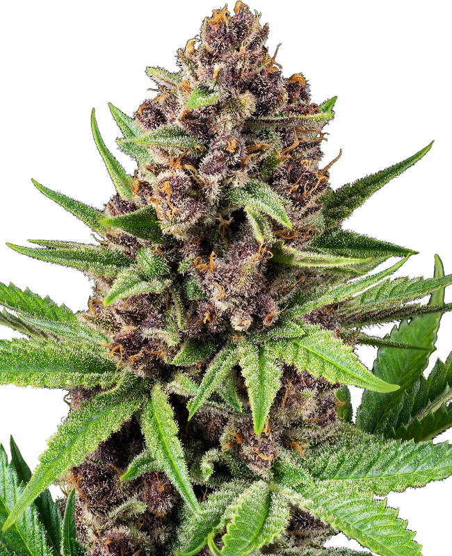 StrawZ Automatic Seeds