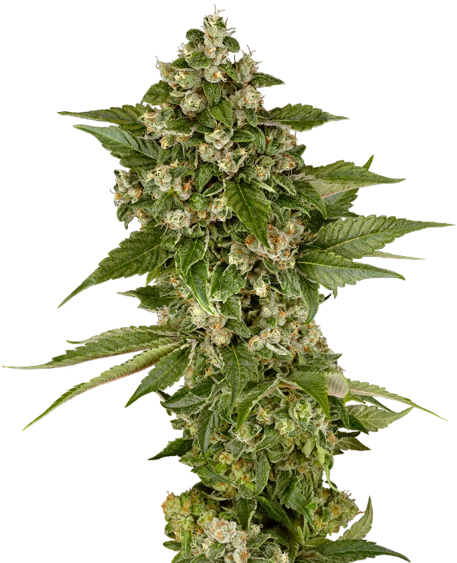Studio Candy Feminized Seeds