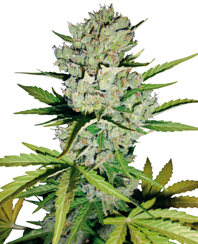 Super Skunk Automatic Seeds