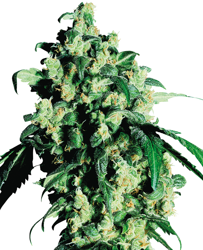 Super Skunk Feminized Seeds