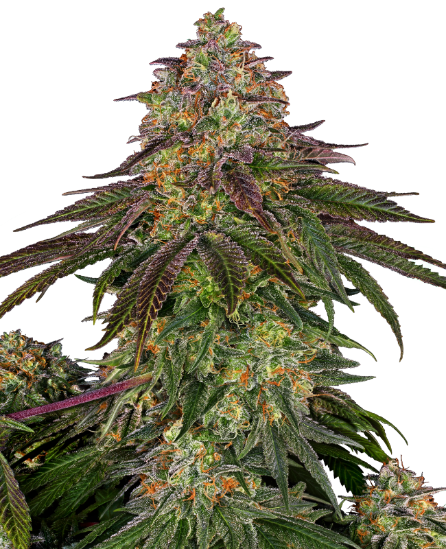 Sweet Cherry Kush Feminized Seeds