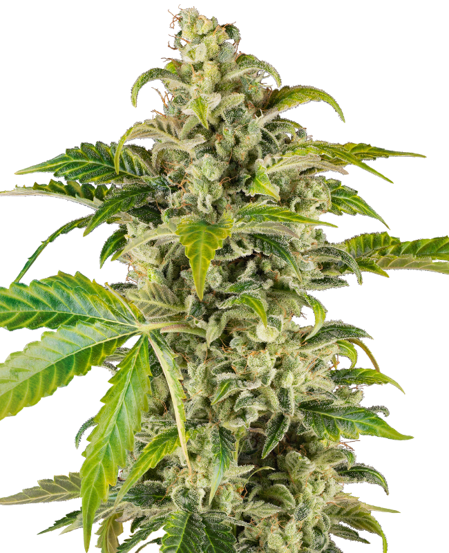 Sweet & Sour Cream Automatic Seeds