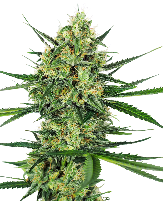 Tangerine Sugar Feminized Seeds