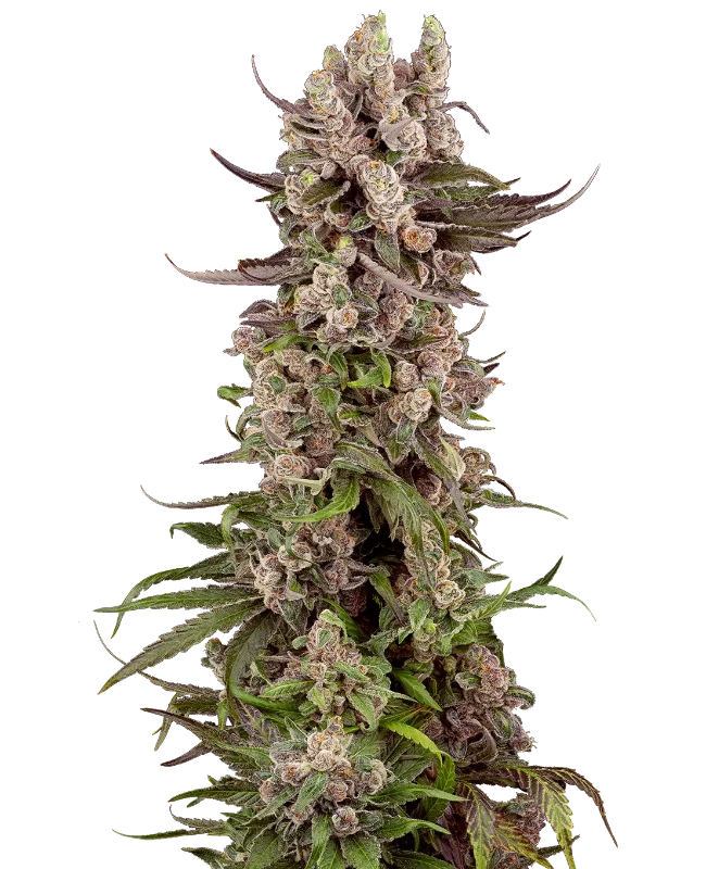Tropicana Cherry Gelato Feminized Seeds