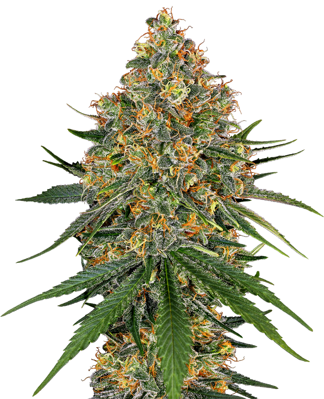 White Cheese Feminized Seeds