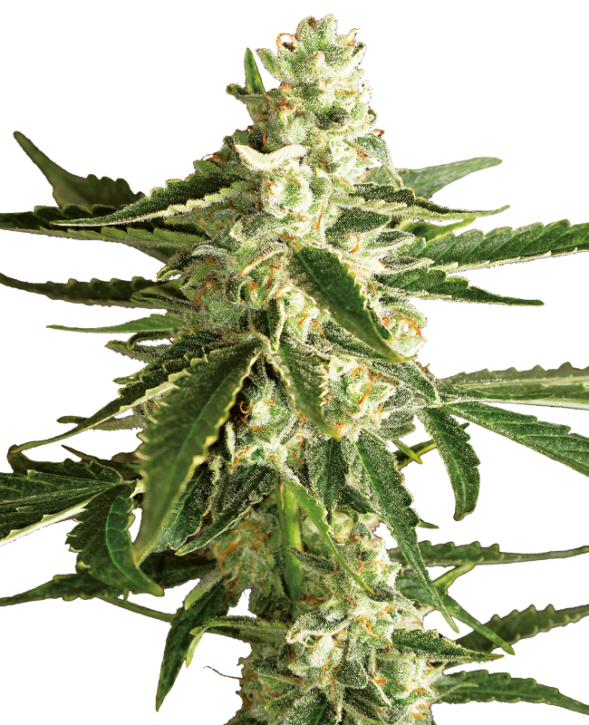 White Diesel Haze Automatic Seeds