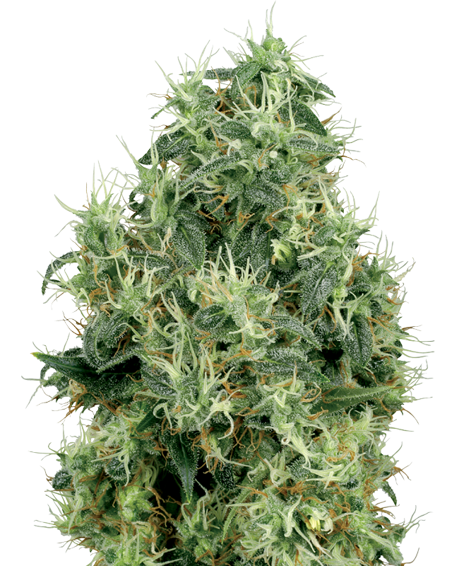 White Gold Feminized Seeds
