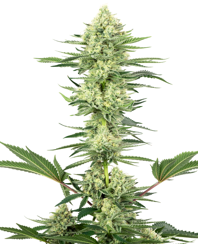White Gorilla Haze Seeds