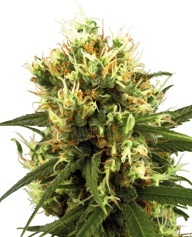 White Haze Automatic Seeds