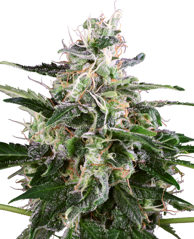 White Skunk Automatic Seeds