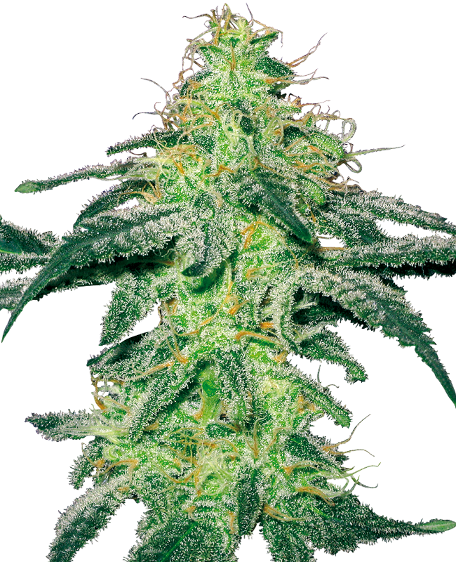 White Skunk Feminized Seeds