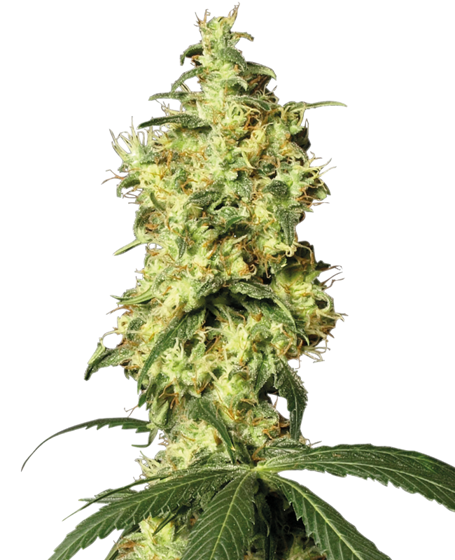 White Widow Automatic Seeds