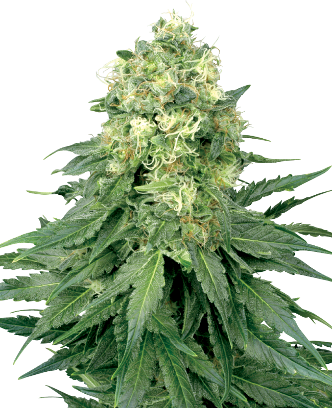 White Widow Strain Feminized Marijuana Seeds | Crop King Seeds