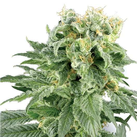 Appleberry Auto Seeds