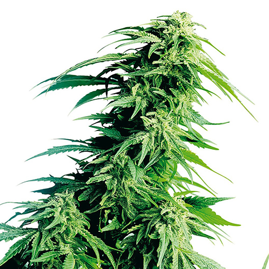 Blue Ox Auto Seeds