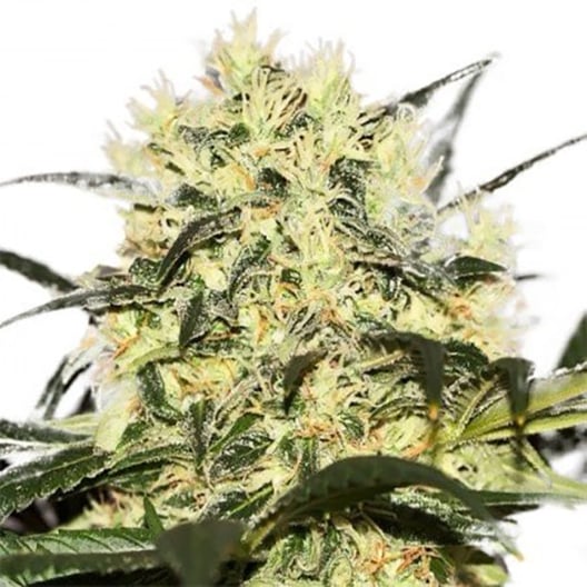California Orange Auto Seeds