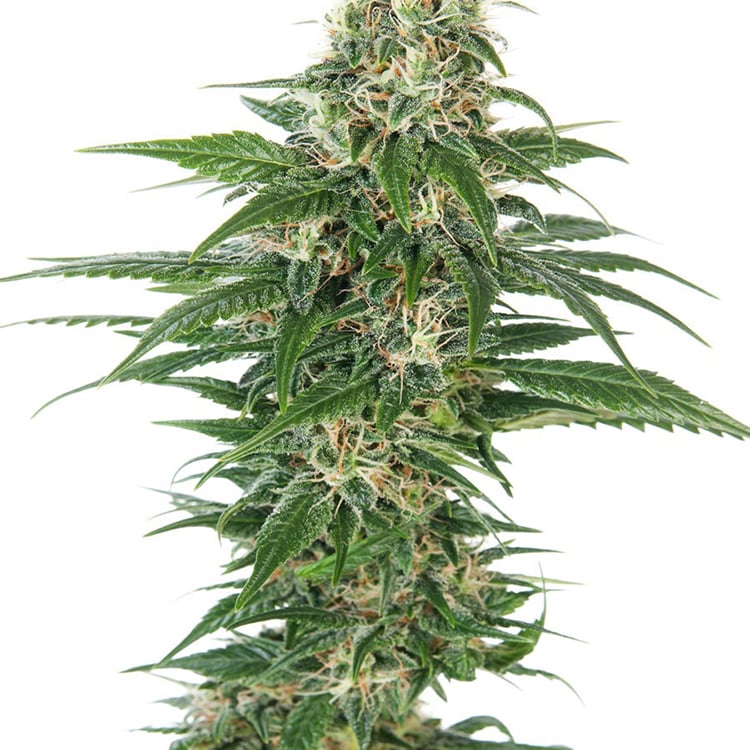 Chronic Seeds