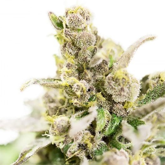 Dairy Queen Auto Seeds