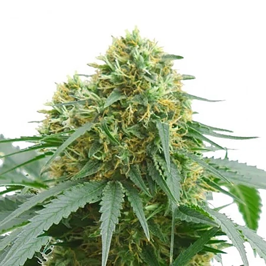 Dank Schrader Seeds