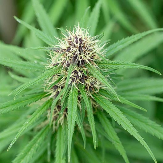El Jefe Seeds