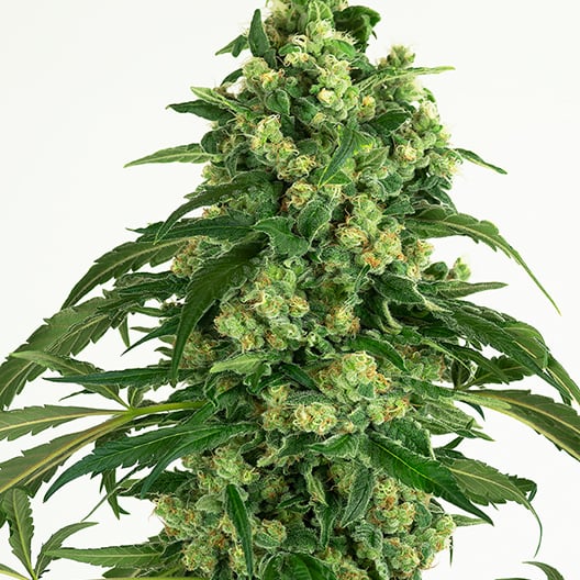 Euphoria Cookies Auto Seeds