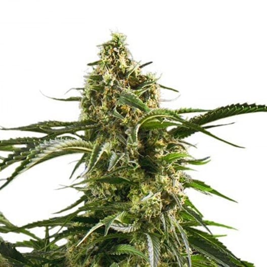 Flo Seeds