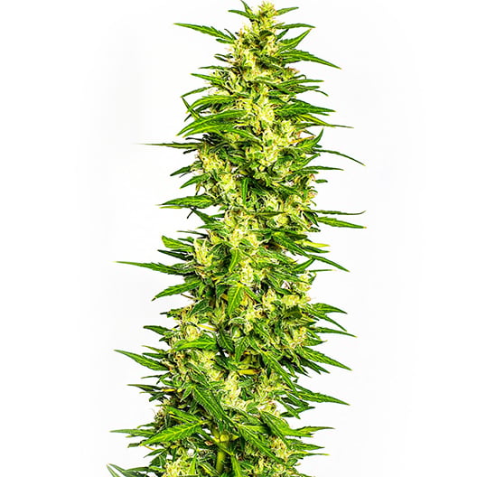 Four Star General Seeds